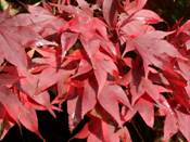 photograph of red autumn leaves